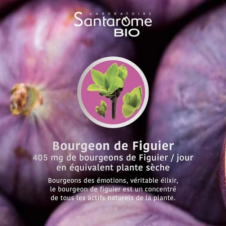 Santarome Bourgeon Figuier Bio Gémmothérapie 30ml