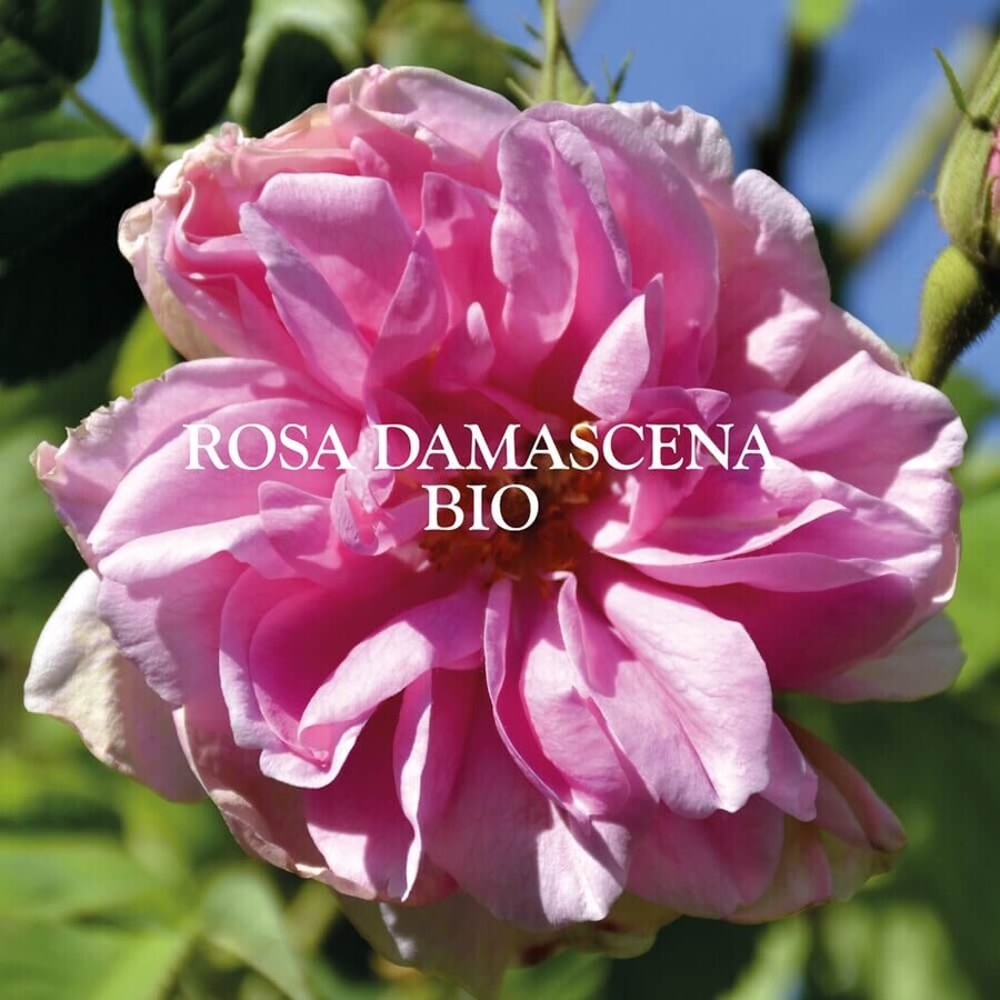 Sanoflore Eaux Florales Acqua Floreale Di Rosa Antica Bio 200ml
