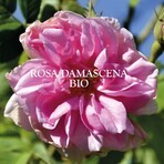 Sanoflore Eaux Florales Acqua Floreale Di Rosa Antica Bio 200ml Sanoflore Eaux Florales Acqua Floreale Di Rosa Antica Bio 200ml