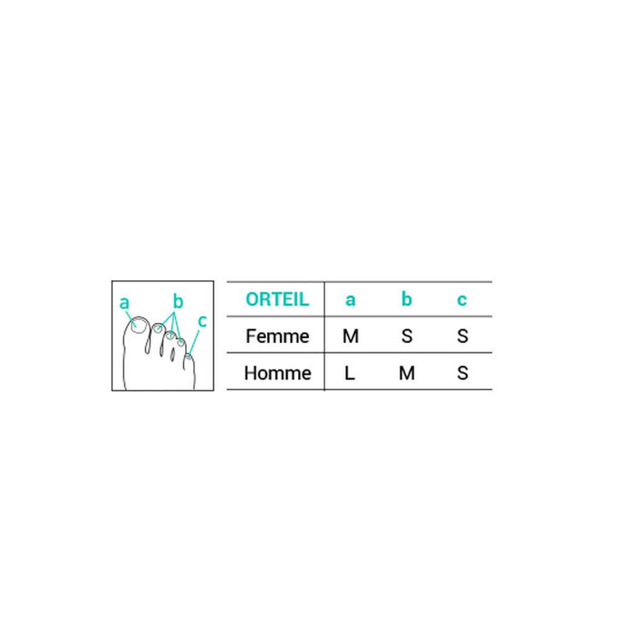 Epitakt Rebhuhn Augenhörner Epithelium x3