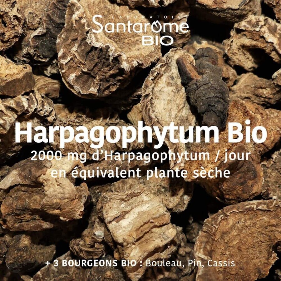 Santarome Harpagophytum 2000 20 Ampullen Bio Douleurs articulaires 20 Ampullen Santarome Harpagophytum 2000 20 Ampullen Bio Douleurs articulaires 20 Ampullen