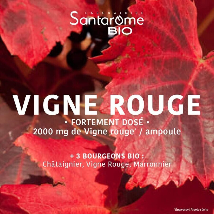 Santarome Vigne Rouge Bevordert de veneuze terugkeer Bio 20 ampullen van 10 ml