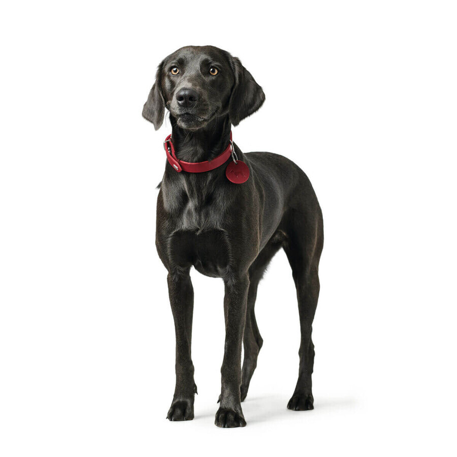 Hondenhalsband Hunter Aalborg Rood XS/S 28-33 cm