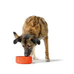 Ciotola per cani Hunter OSBY Arancio Ceramica 550 ml