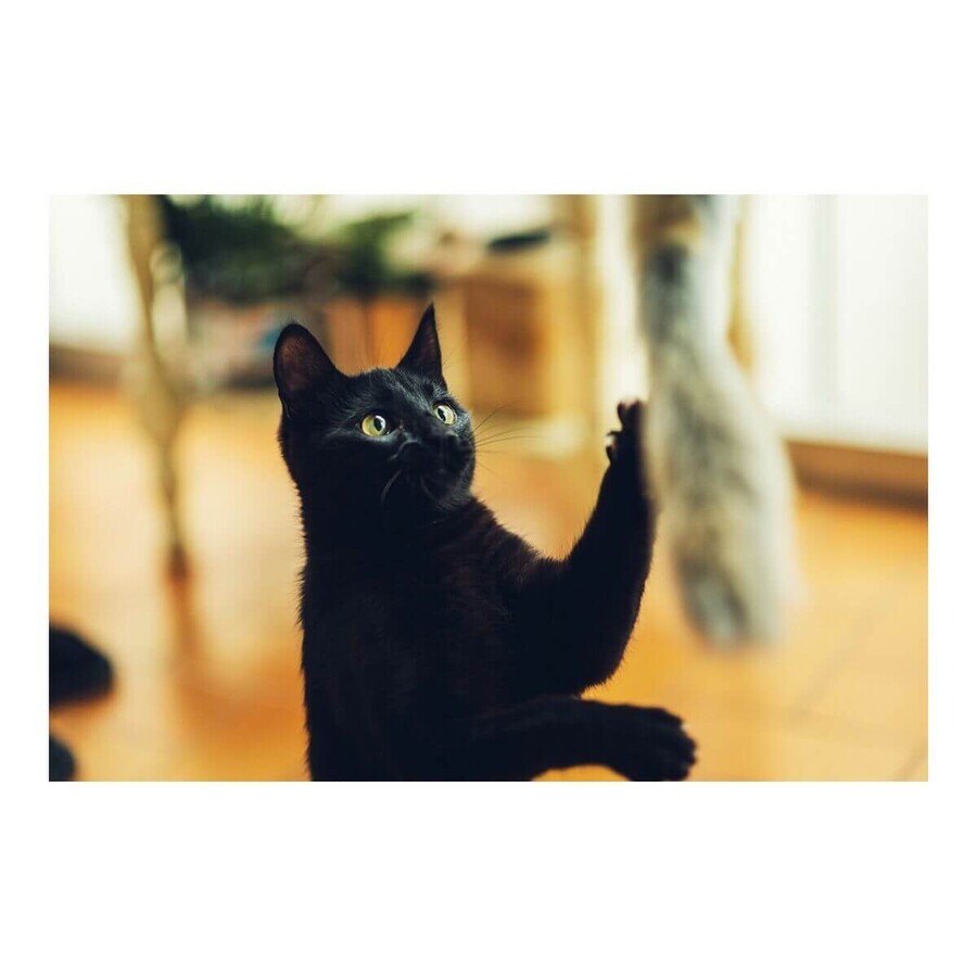 Canna per Gatti Gloria Niemeyeer Legno Peluche Verme Canna per Gatti Gloria Niemeyeer Legno Peluche Verme