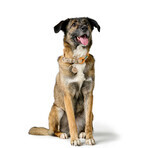 Collier pour Chien Hunter Malia Orange S/M 35-44 cm