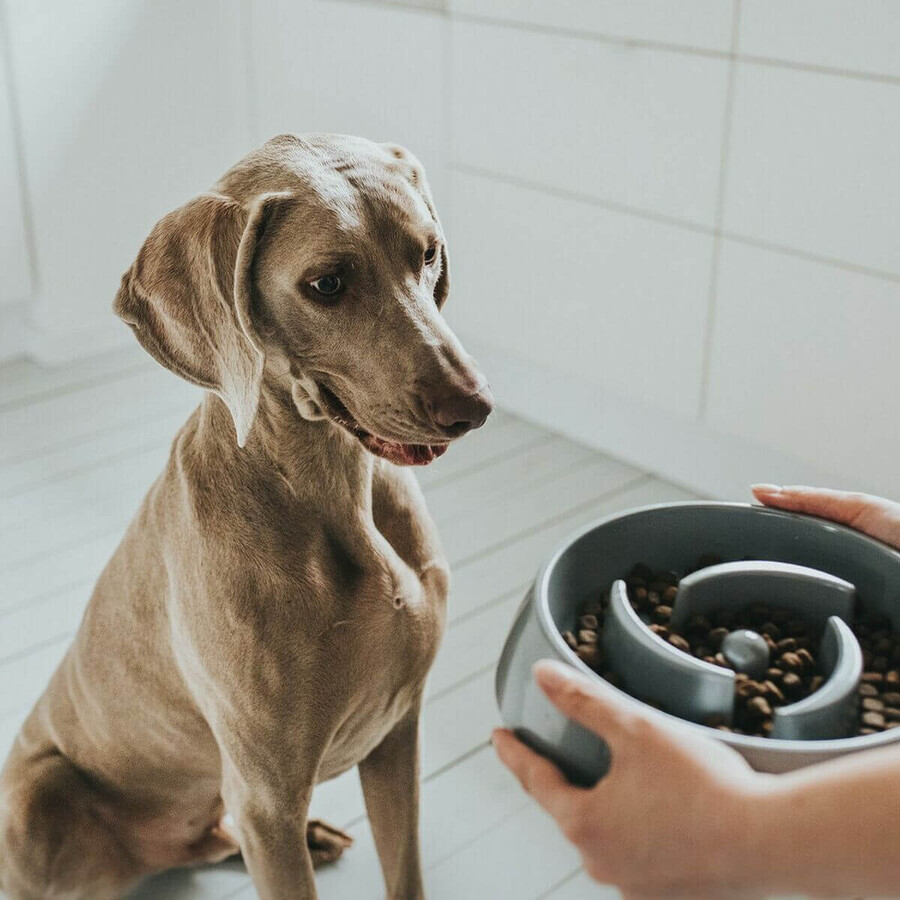 Futternapf für Hunde Hunter Melamine 550 ml Futternapf für Hunde Hunter Melamine 550 ml