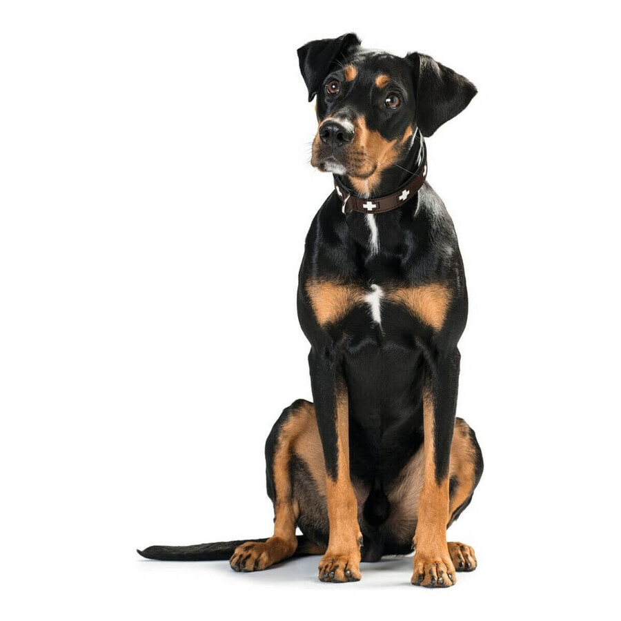 Zgardă pentru câini Hunter Swiss Black, maro (24-28.5 cm)