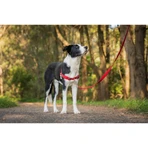 Ham pentru câini Red Dingo 50-70 cm Roșu M