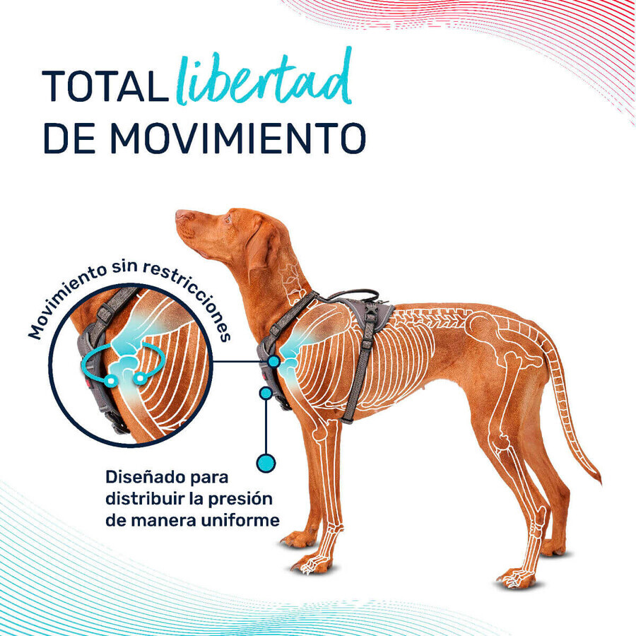 Imbracatura per Cani Company of Animals Turchese L 42-65 cm