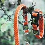 Zgardă pentru câini Hunter Basic Fir Portocaliu Mărimea M Orange (33-50 cm)
