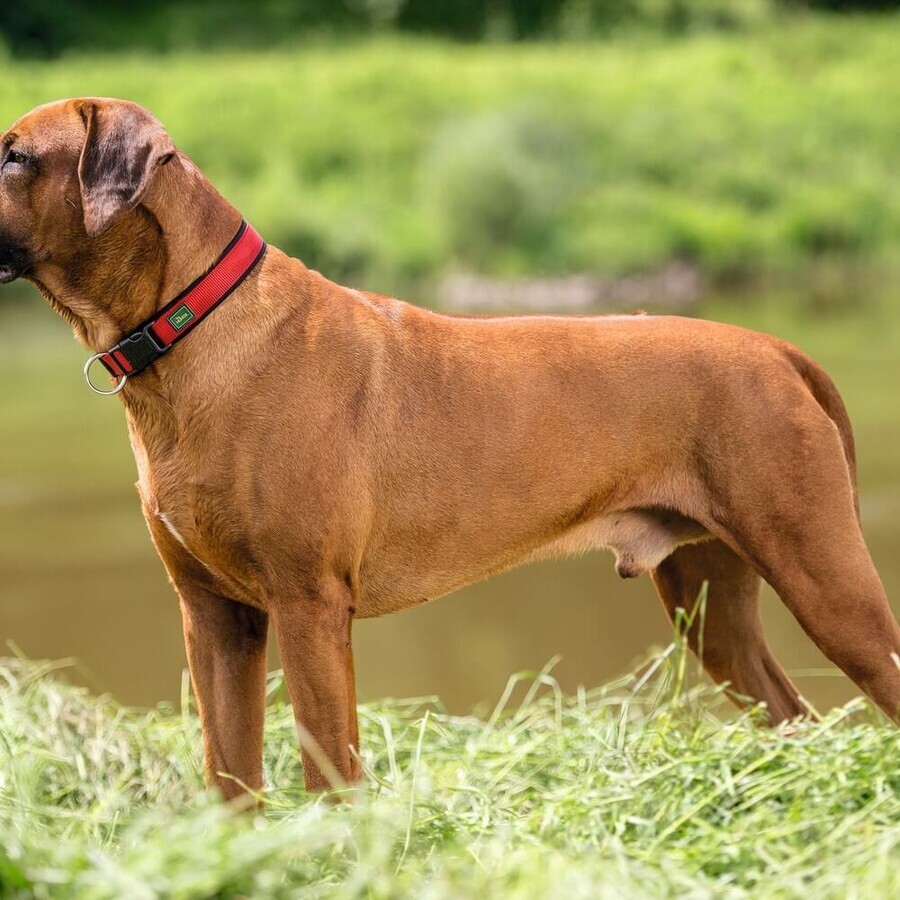Collier pour Chien Hunter Neopren Vario Rouge (35-40 cm) Collier pour Chien Hunter Neopren Vario Rouge (35-40 cm)