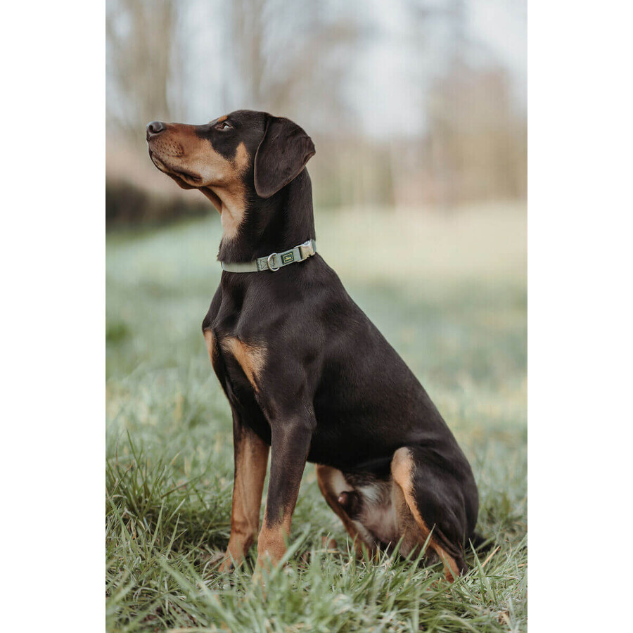 Buy Dog collar Hunter Green 45-65 cm Dog collar Hunter Green 45-65 cm