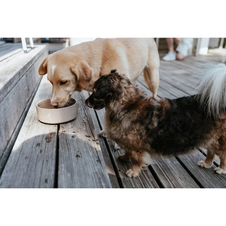 Voerbak voor honden Hunter OSBY Beige Keramisch 1,1 L