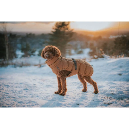 Ropa para mascotas Hunter PAXSON PAXSON Marrón Poliéster
