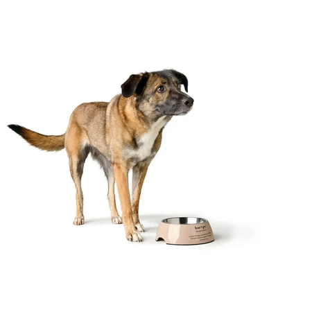 Futternapf für Hunde Hunter LUTON 700 ml