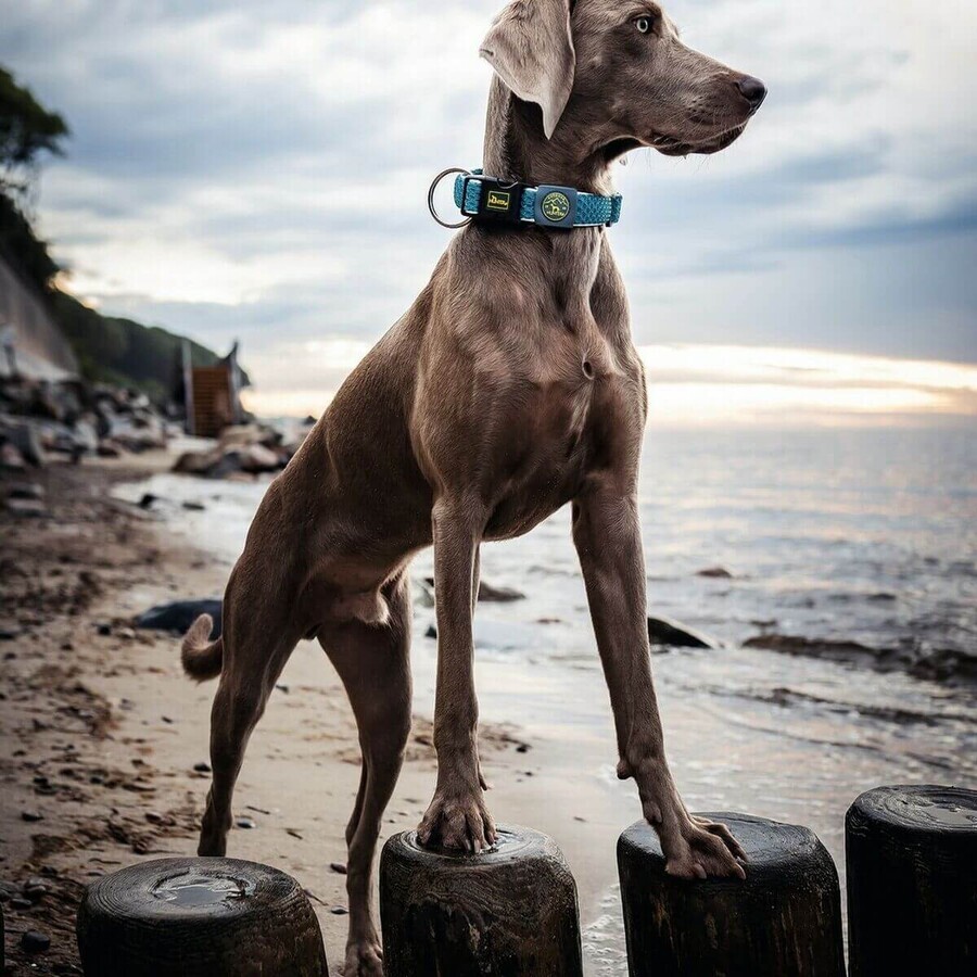 Collier pour Chien Hunter Plus Fil Turquoise 11 Collier pour Chien Hunter Plus Fil Turquoise 11