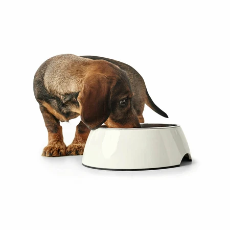 Voerbak voor honden Hunter Zwart 1,4 L Melamine