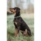 Zgardă pentru câini Hunter Green 40-55 cm L