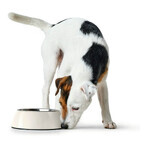 Voerbak voor honden Hunter Melamine Roestvrij staal Wit 350 ml (18,5 x 18,5 x 9,5 cm) Voerbak voor honden Hunter Melamine Roestvrij staal Wit 350 ml (18,5 x 18,5 x 9,5 cm)