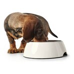 Voerbak voor honden Hunter Melamine Roestvrij staal Wit 350 ml (18,5 x 18,5 x 9,5 cm) Voerbak voor honden Hunter Melamine Roestvrij staal Wit 350 ml (18,5 x 18,5 x 9,5 cm)