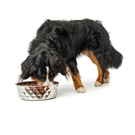 Voerbak voor honden Hunter Siliconen Roestvrij staal 2,6 L