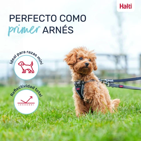Harnais pour Chien Company of Animals Gris XXS 22-30 cm