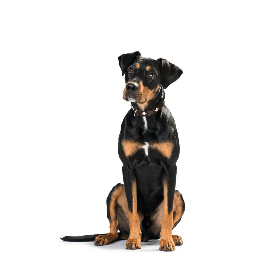 Hundehalsband Hunter Swiss 35-43 cm Hundehalsband Hunter Swiss 35-43 cm