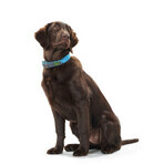 Collier pour Chien Hunter Convenience 47-55 cm L Turquoise Collier pour Chien Hunter Convenience 47-55 cm L Turquoise