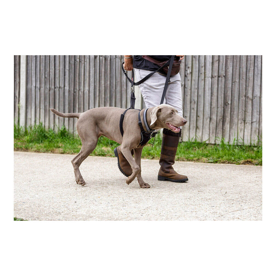 Imbracatura per Cani Company of Animals Halti Taglia S (26-36 cm) Imbracatura per Cani Company of Animals Halti Taglia S (26-36 cm)