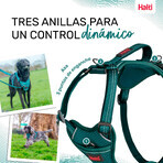 Imbracatura per Cani Company of Animals Turchese S 28-42 cm Imbracatura per Cani Company of Animals Turchese S 28-42 cm