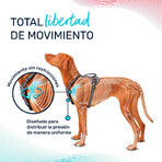 Imbracatura per Cani Company of Animals Turchese S 28-42 cm Imbracatura per Cani Company of Animals Turchese S 28-42 cm
