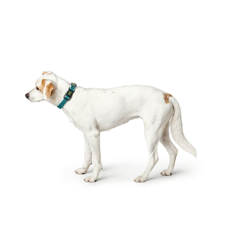 Zgardă pentru câini Hunter Turquoise 12 Zgardă pentru câini Hunter Turquoise 12
