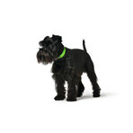 Hondenhalsband Hunter Convenience 47-55 cm L Groen