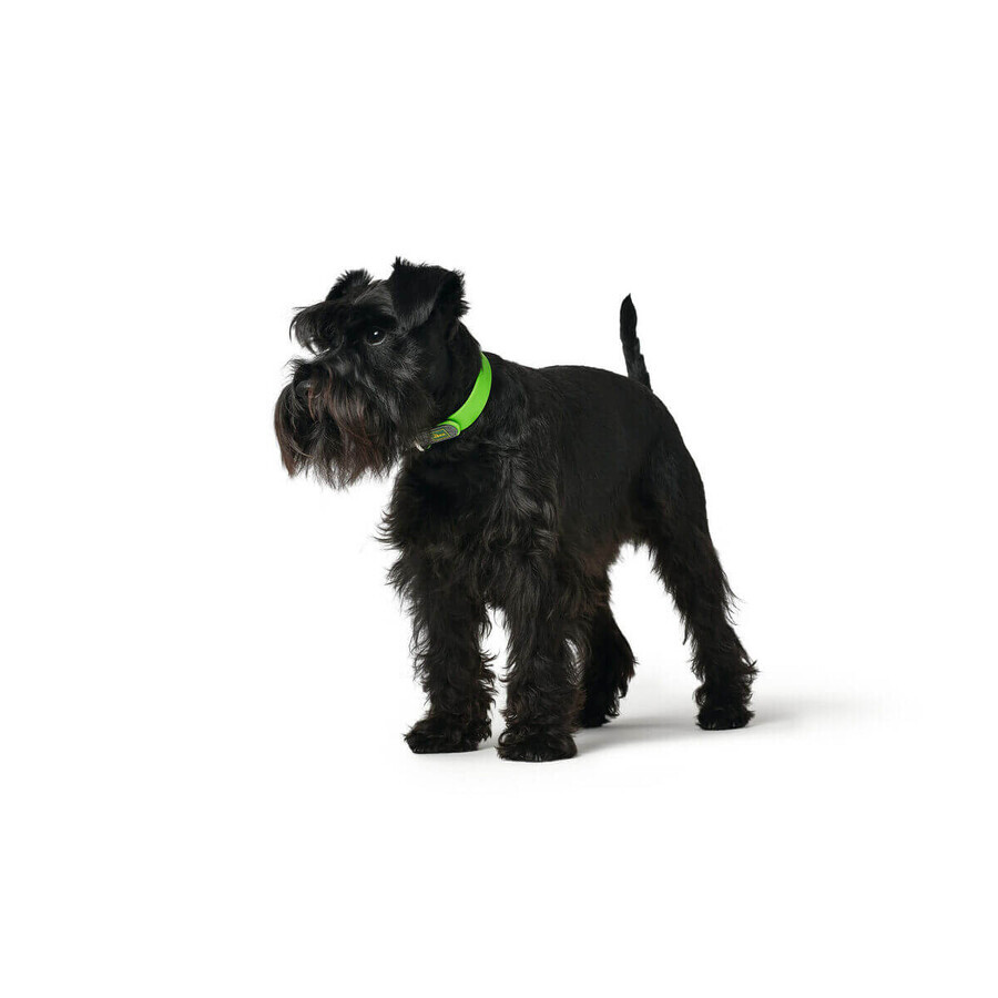 Collier pour Chien Hunter Convenience 47-55 cm L Vert Collier pour Chien Hunter Convenience 47-55 cm L Vert