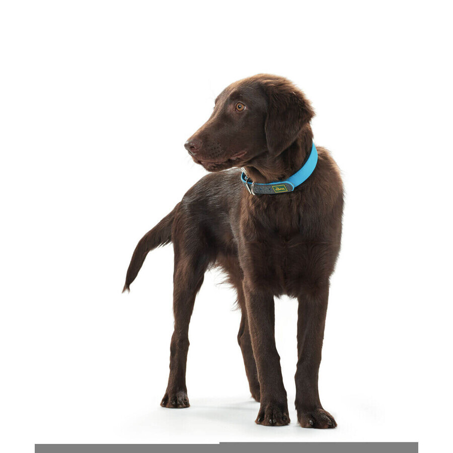 Collier pour Chien Hunter Convenience Turquoise (38-46 cm) Collier pour Chien Hunter Convenience Turquoise (38-46 cm)