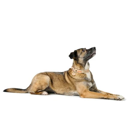 Hundehalsband Hunter Malia Beige 12 40-49 cm