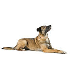 Collier pour Chien Hunter Malia Beige 12 40-49 cm Collier pour Chien Hunter Malia Beige 12 40-49 cm