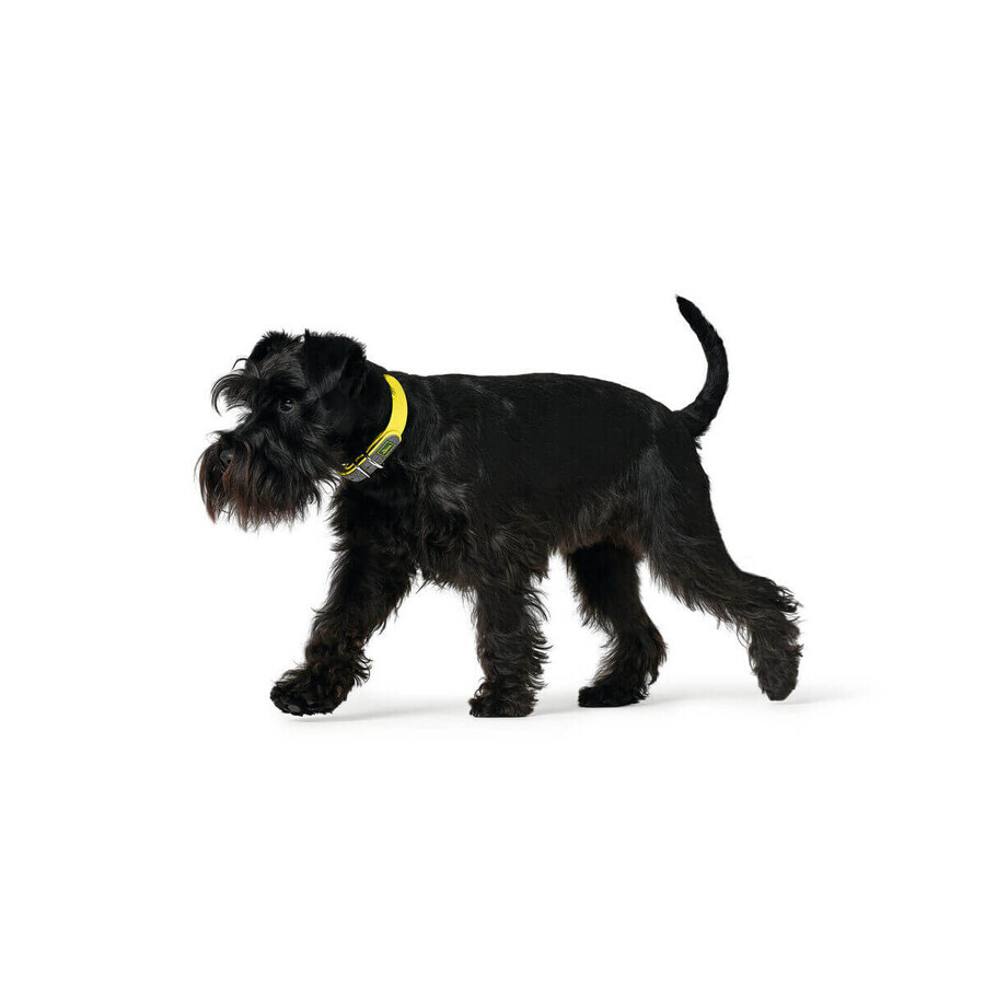 Collier pour Chien Hunter Convenience 47-55 cm L Jaune Collier pour Chien Hunter Convenience 47-55 cm L Jaune