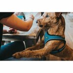 Harnais pour Chien Hunter Noir 37-42 cm Anthracite XS/S Harnais pour Chien Hunter Noir 37-42 cm Anthracite XS/S