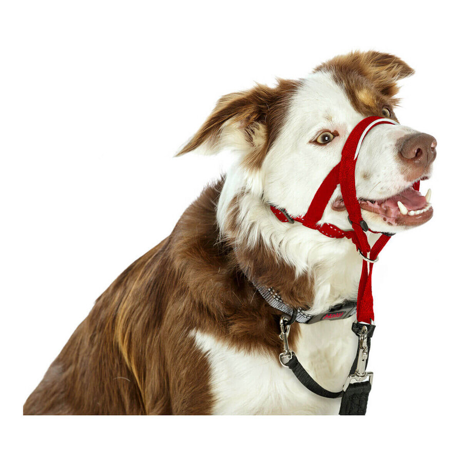 Collari da addestramento per cani Company of Animals Halti Museruola (46-62 cm) Collari da addestramento per cani Company of Animals Halti Museruola (46-62 cm)