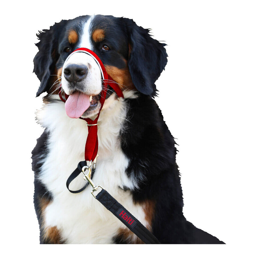 Collari da addestramento per cani Company of Animals Halti Museruola (46-62 cm) Collari da addestramento per cani Company of Animals Halti Museruola (46-62 cm)