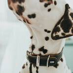 Collier pour Chien Hunter Aalborg Noir (36-44 cm) Collier pour Chien Hunter Aalborg Noir (36-44 cm)