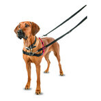 Imbracatura per Cani Company of Animals Halti Nero/Rosso L (80-120 cm) Imbracatura per Cani Company of Animals Halti Nero/Rosso L (80-120 cm)