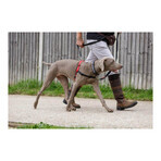 Imbracatura per Cani Company of Animals Halti Nero/Rosso L (80-120 cm) Imbracatura per Cani Company of Animals Halti Nero/Rosso L (80-120 cm)