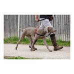 Imbracatura per Cani Company of Animals Halti Nero/Rosso L (80-120 cm) Imbracatura per Cani Company of Animals Halti Nero/Rosso L (80-120 cm)