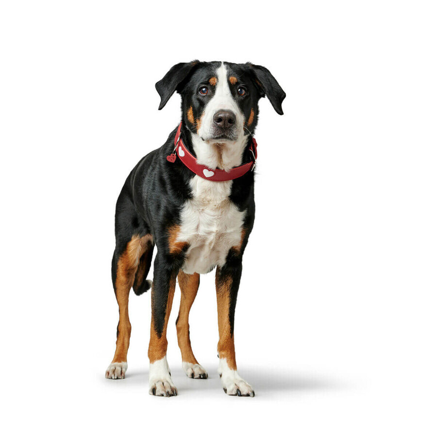 Collier pour Chien Hunter Love M/L 47-54 cm Rouge Collier pour Chien Hunter Love M/L 47-54 cm Rouge