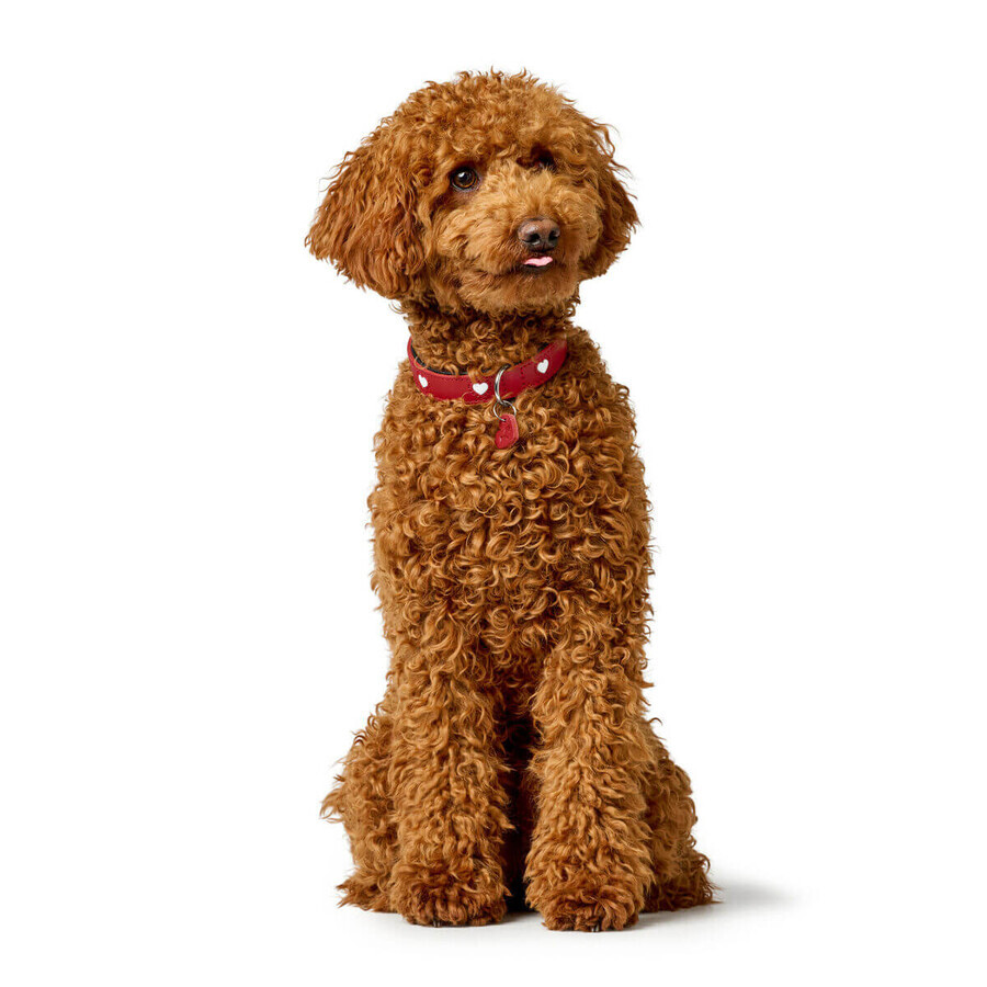 Collier pour Chien Hunter Love M/L 47-54 cm Rouge Collier pour Chien Hunter Love M/L 47-54 cm Rouge