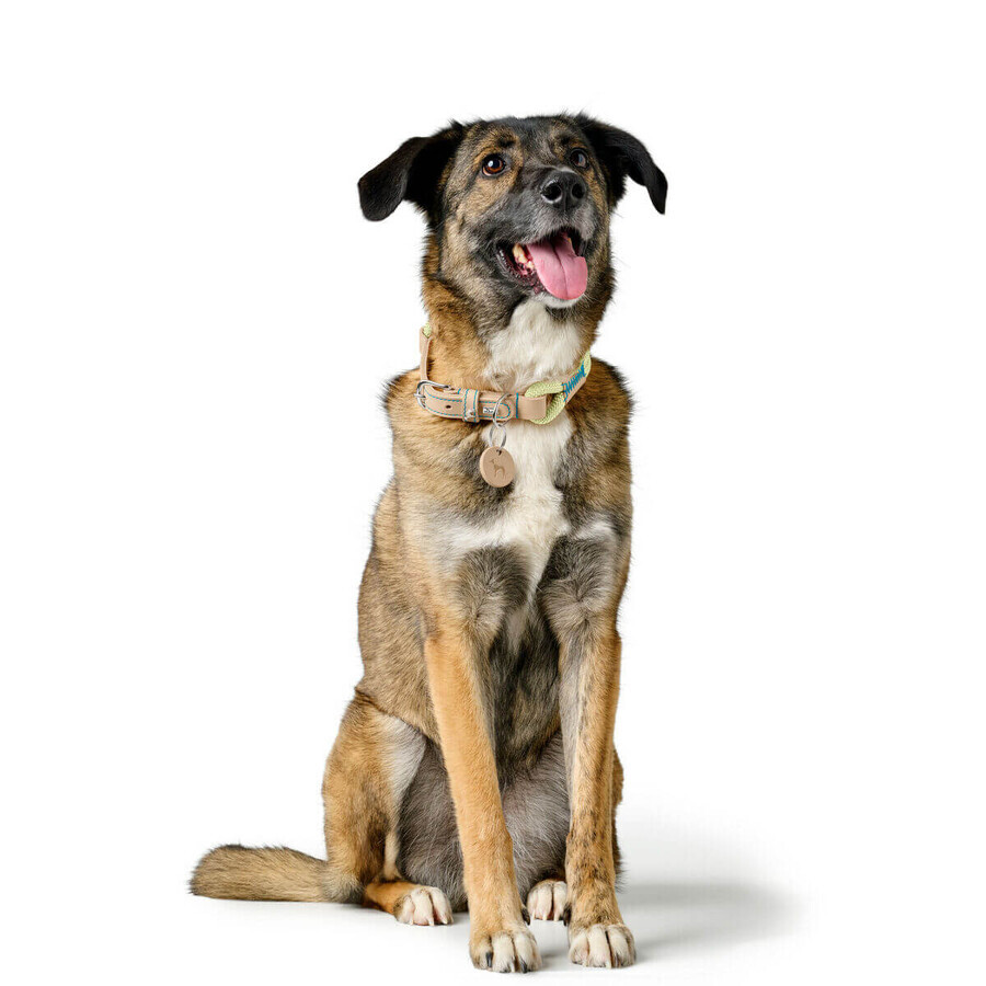 Collier pour Chien Hunter MALIA Vert 12 40-49 cm Collier pour Chien Hunter MALIA Vert 12 40-49 cm