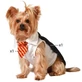 Disfraz de mago para perro Talla S